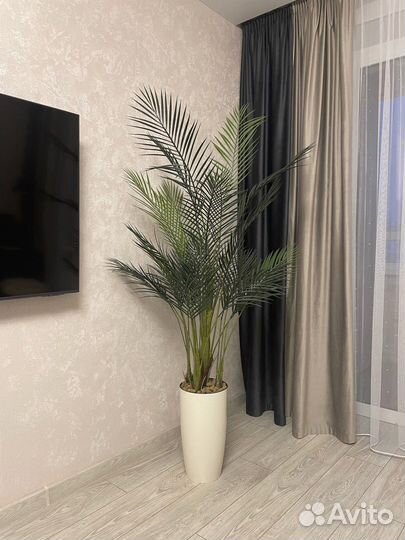 Финиковая Пальма