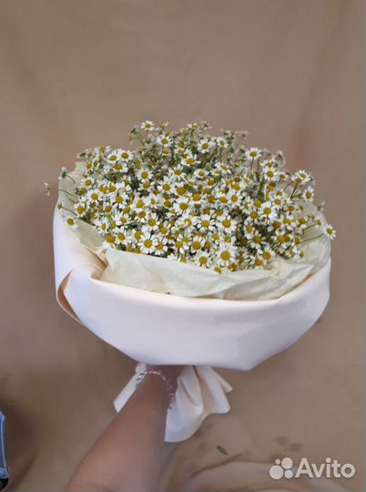 Матрикария