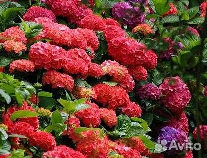 Гортензия Лейхфайер