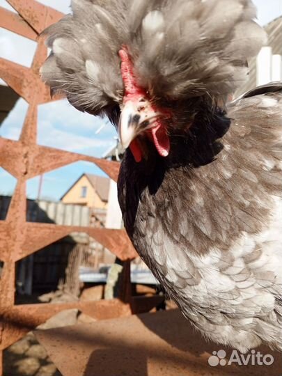 Русская хохлатая