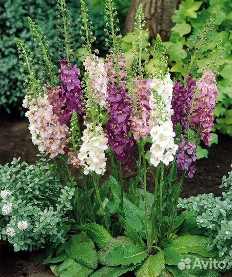 Вербаскум многолетний