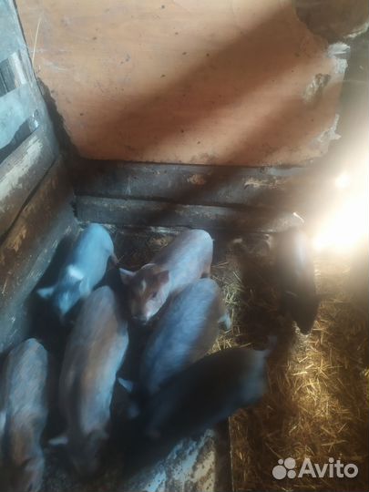 Вьетнамск вислобрюхий поросенок