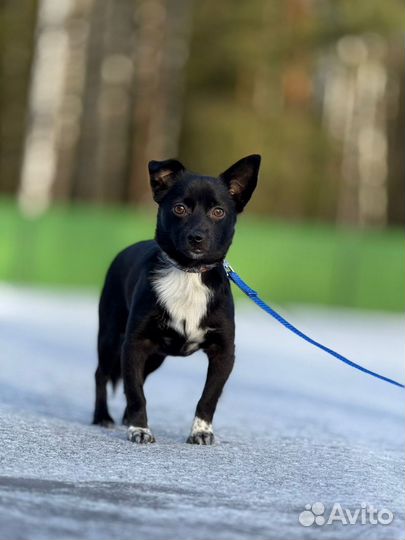 Маленькая собака в добрые руки