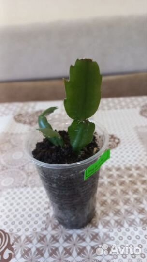 Декабрист шлюмбергера сортовой