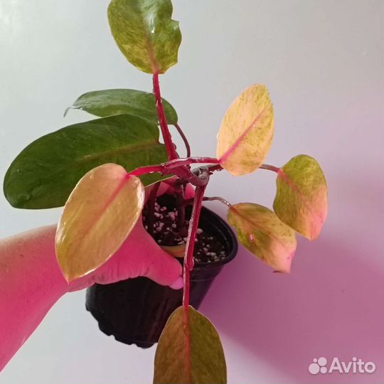 Комнатные растения