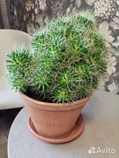 Детки кактуса Маммиллярия