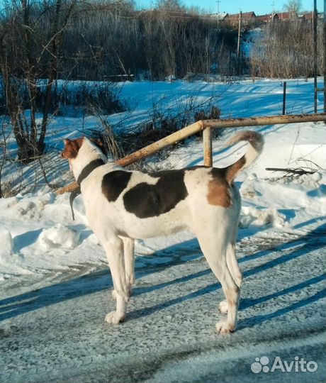 Собака ищет хозяина