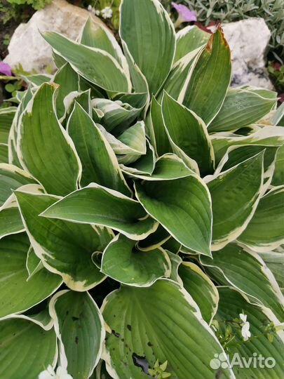 Многолетники для сада цветы