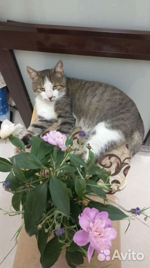 Кошка кот, который снимался в кино бесплатно