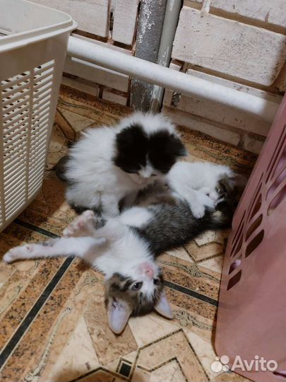 Котята в добрые руки бесплатно