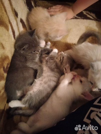 Котята в добрые руки бесплатно