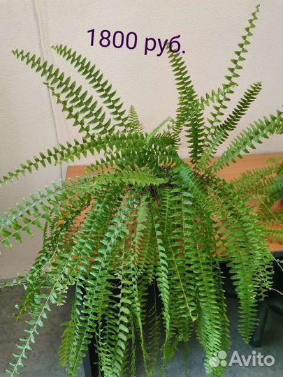 Папоротник