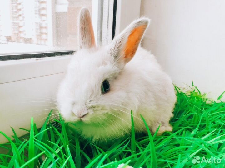 Мини карликовый кролик