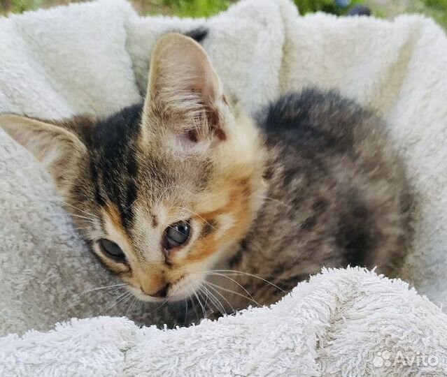 Анфиска и Лариска в добрые руки