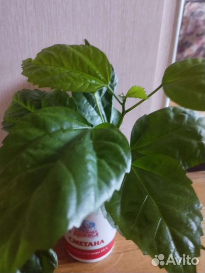 Гибискус китайская роза