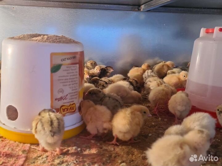 Перепелята