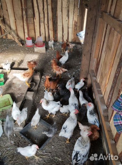 Куры несушки