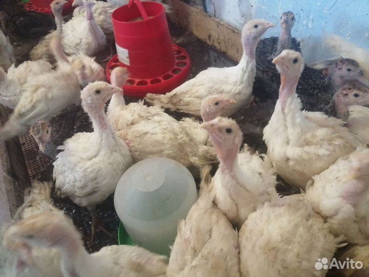 Индюшата супер-тяжёлый крос суточные и подрощенные