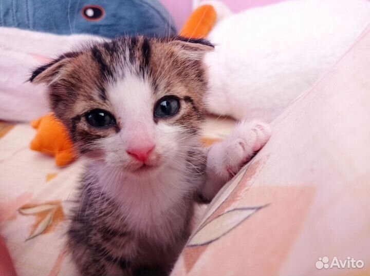 Котёнок вислоухий