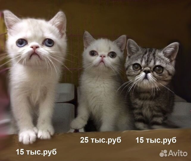 Экзоты котята-кошки