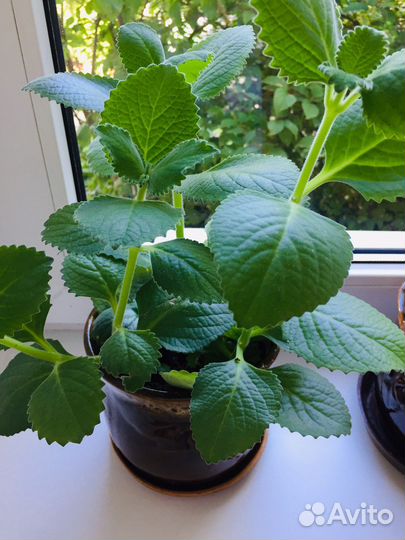 Мята плектрантус,комнатная