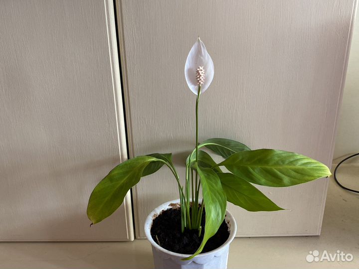 Спатифиллум на цвету