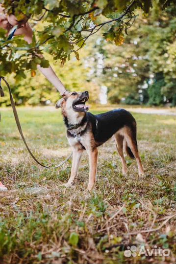 Нежная собака Яшма в добрые руки