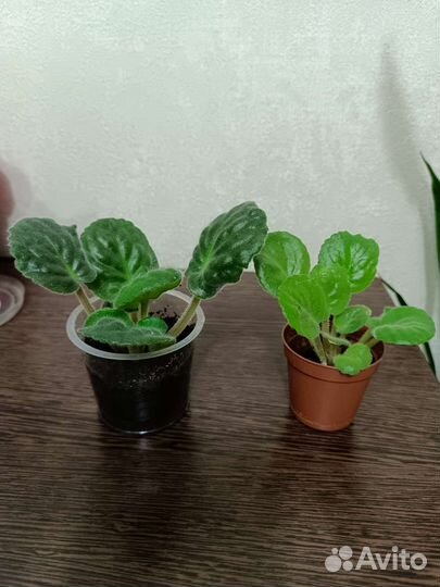 Манго, фиалки