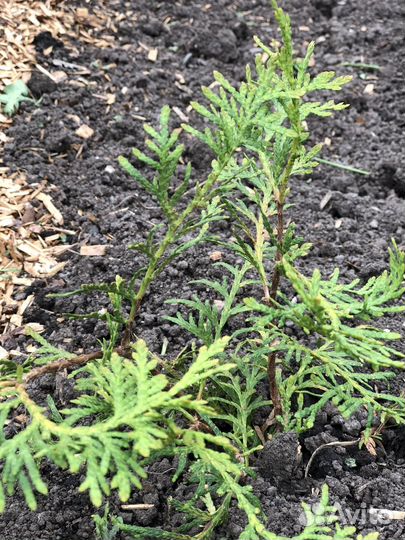 Туи и можжевельники