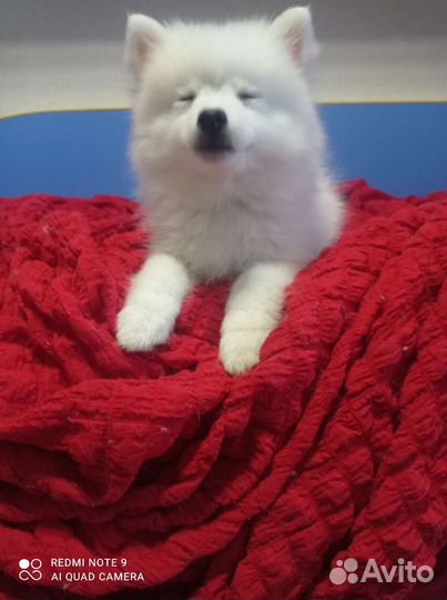 Японский шпиц