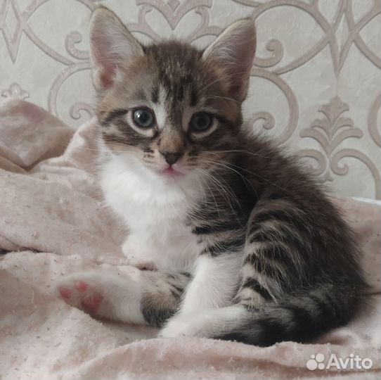 Отдам котят в хорошие руки