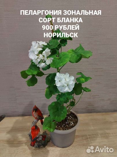 Пеларгония герань сортовая