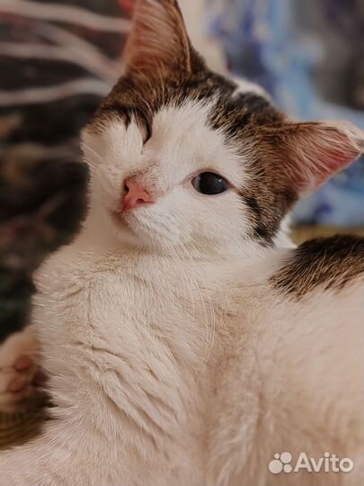 Кошка