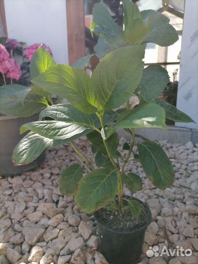 Гортензия крупнолистная розовая