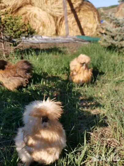 Инкубационное яйцо