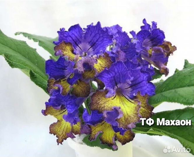 Стрептокарпусы (часть 2)