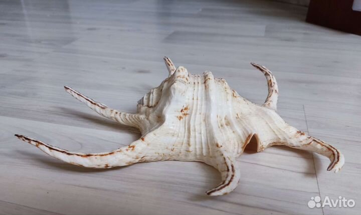 Ракушка среднеземноморская