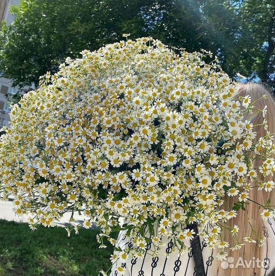 Цветы ромашки. Букеты ромашек. Цветы доставка