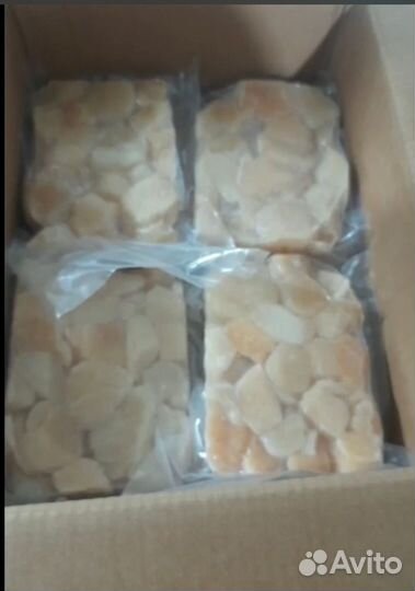 Морской гребешок, дикий