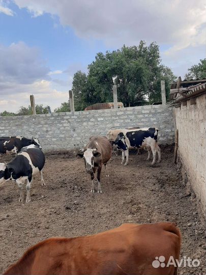 Коровы молочные