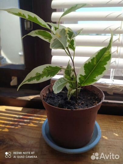 Фикус Бенджамина