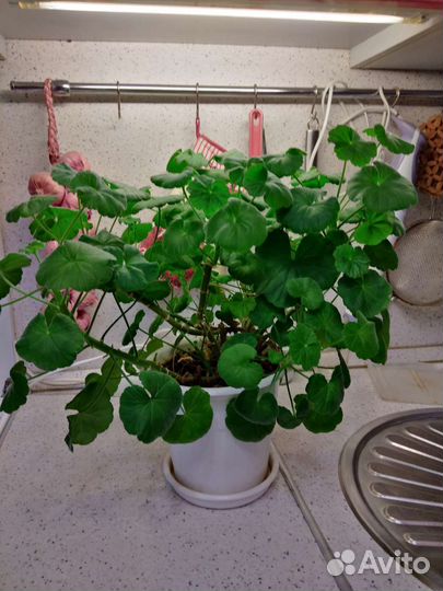 Герань пеларгония цветущее растение