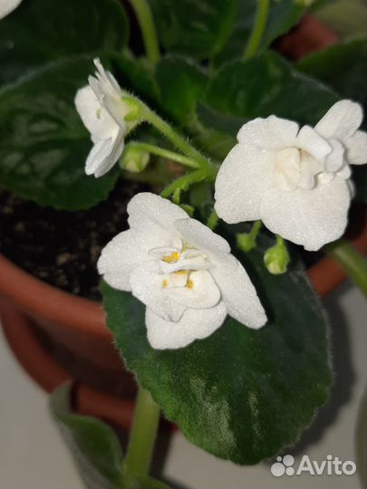 Комнатные растения