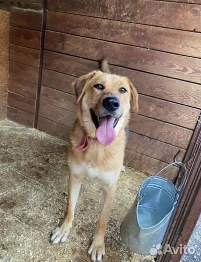 Золотистый ретривер