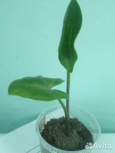 Калла Эфиопская