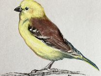 Картина птицы пастелью
