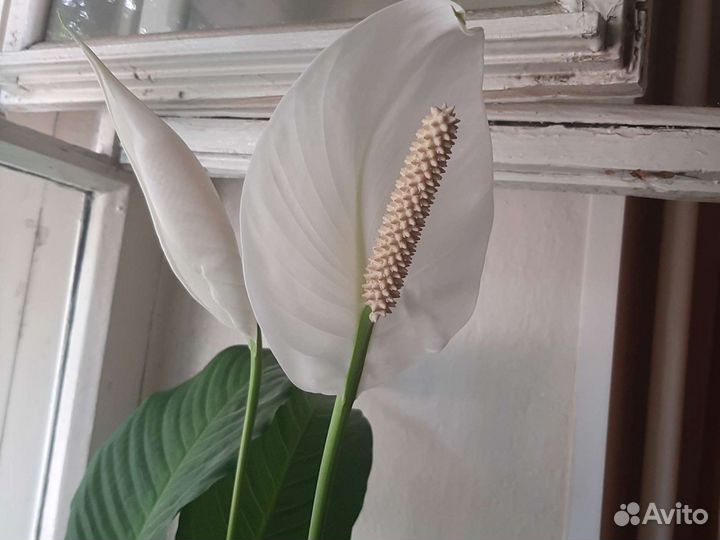 Комнатное растение Женское счастье