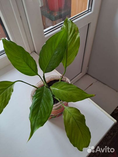 Спатифиллум