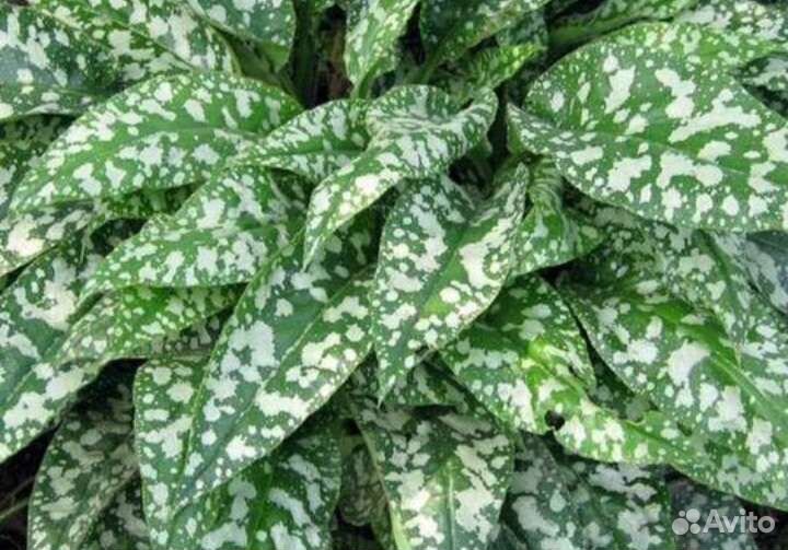 Лук,цветы многолетние