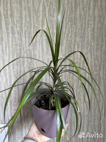Драцена в горшке